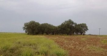 La forestación como sinónimo de empleo y transitabilidad