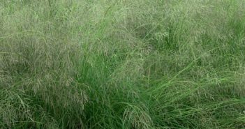 Situación de las pasturas perennes 2013-2017